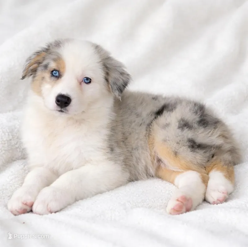 Chloe – Australian Shepherd puppy for sale in Lake Jackson, TX