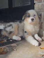 Chloe, a female Australian Shepherd for sale in Lake Jackson, TX – Photo 7 of 10