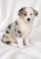 Chloe, a female Australian Shepherd for sale in Lake Jackson, TX – Photo 4 of 10