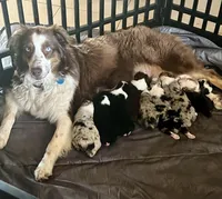 Lucky , a male Australian Shepherd for sale in Lake Jackson, TX – Photo 4 of 7