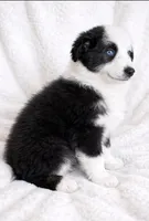 Lucky , a male Australian Shepherd for sale in Lake Jackson, TX – Photo 6 of 7