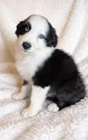 Lucky , a male Australian Shepherd for sale in Lake Jackson, TX – Photo 1 of 7