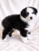 Lucky , a male Australian Shepherd for sale in Lake Jackson, TX – Photo 2 of 7