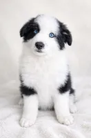 Lucky , a male Australian Shepherd for sale in Lake Jackson, TX – Photo 3 of 7