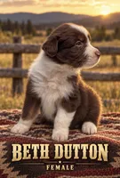 Beth Dutton, a female Australian Shepherd for sale in Lake Jackson, TX – 2 of 3