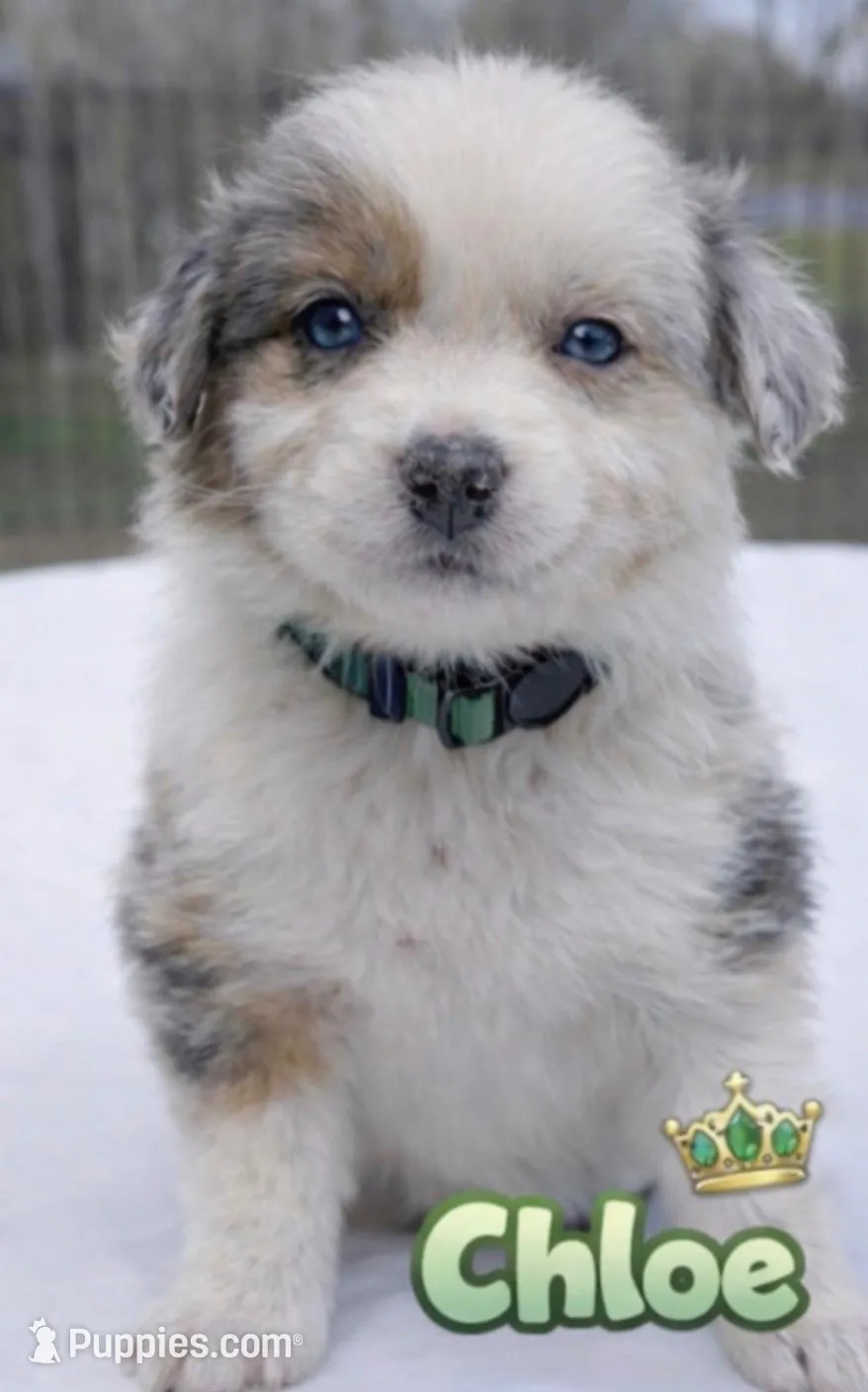 Chloe, a female Australian Shepherd for sale in Lake Jackson, TX – Photo 8 of 10