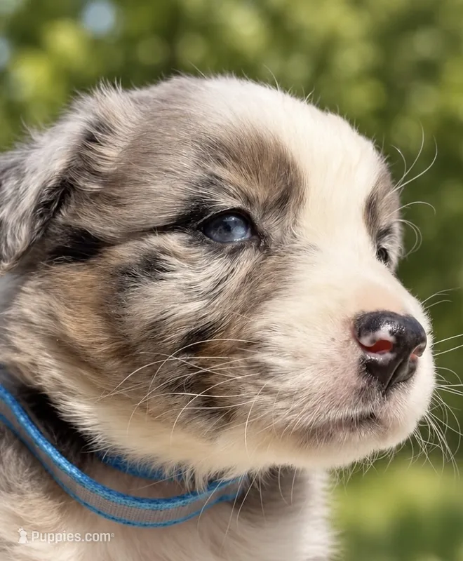 Kayce Dutton – Australian Shepherd puppy for sale in Lake Jackson, TX