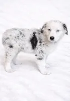 Bluey , a female Australian Shepherd for sale in Lake Jackson, TX – Photo 4 of 7