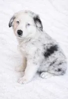 Bluey , a female Australian Shepherd for sale in Lake Jackson, TX – Photo 3 of 7