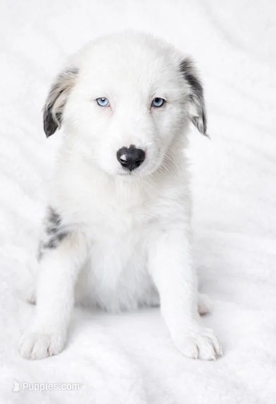 Bluey  – Australian Shepherd puppy for sale in Lake Jackson, TX