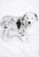 Bluey , a female Australian Shepherd for sale in Lake Jackson, TX – Photo 2 of 7