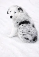 Bluey , a female Australian Shepherd for sale in Lake Jackson, TX – Photo 5 of 7