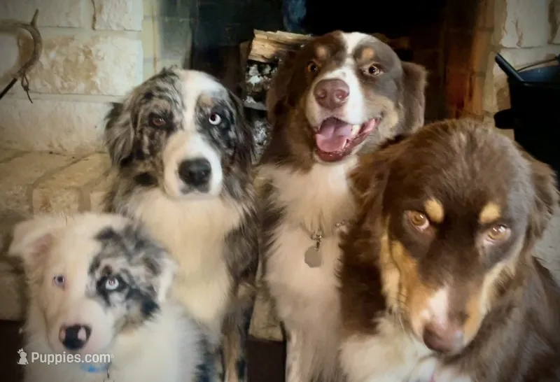 Emmett Walsh – Australian Shepherd puppy for sale in Lake Jackson, TX
