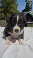 Rip Wheeler, a male Australian Shepherd for sale in Lake Jackson, TX – 2 of 7