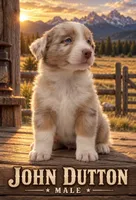 John Dutton, a male Australian Shepherd for sale in Lake Jackson, TX – 2 of 3