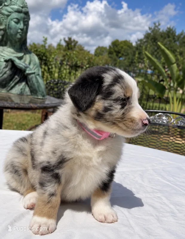 Teeter – Australian Shepherd puppy for sale in Lake Jackson, TX