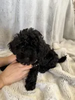 Naj, a male Poodle - Miniature  for sale in Apopka, FL – Photo 2 of 3