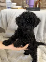 Naj, a male Poodle - Miniature  for sale in Apopka, FL – Photo 1 of 3