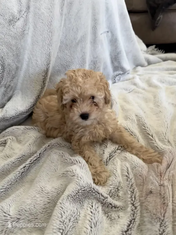 Tom, a male Poodle - Miniature  for sale in Apopka, FL – Photo 1 of 3