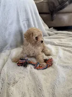 Tom, a male Poodle - Miniature  for sale in Apopka, FL – Photo 2 of 3