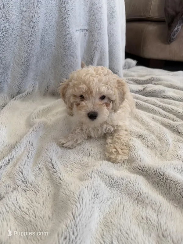 Cafe, a male Poodle - Miniature  for sale in Apopka, FL – Photo 1 of 5