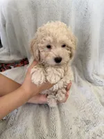 Cafe, a male Poodle - Miniature  for sale in Apopka, FL – Photo 2 of 5