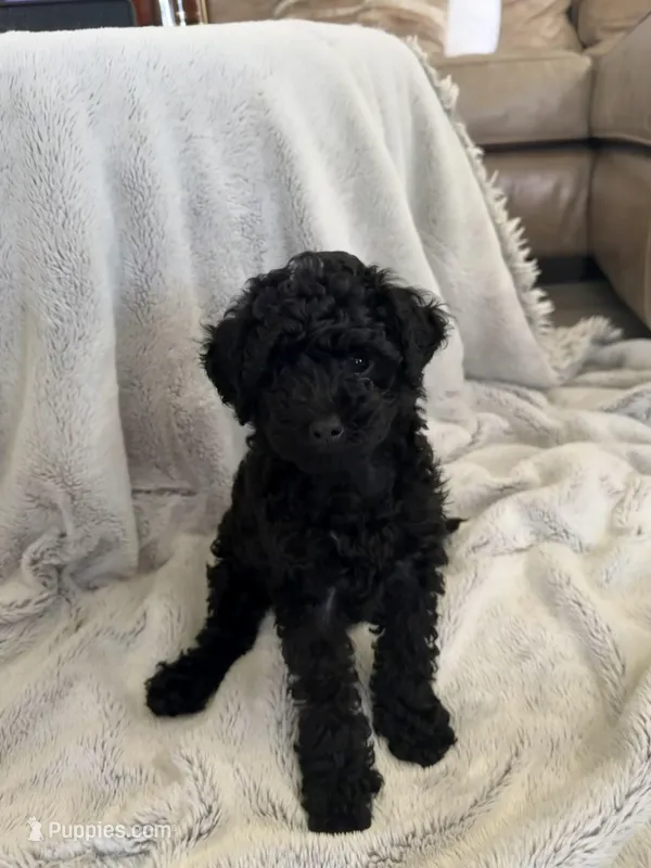 Daisy, a female Poodle - Miniature  for sale in Apopka, FL – Photo 1 of 3