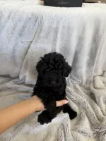 Daisy, a female Poodle - Miniature  for sale in Apopka, FL – Photo 2 of 3