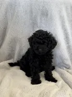 Nugget, a female Poodle - Miniature  for sale in Apopka, FL – Photo 3 of 4