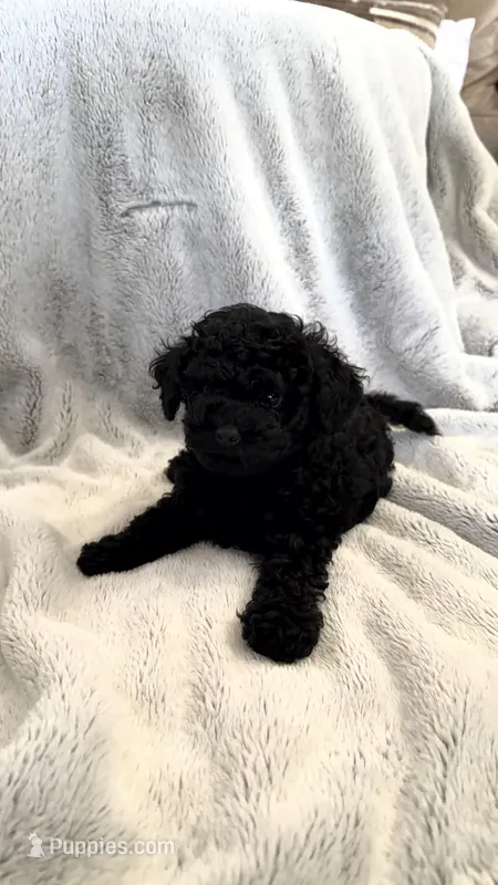 Nugget, a female Poodle - Miniature  for sale in Apopka, FL – Photo 1 of 4