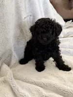 Nugget, a female Poodle - Miniature  for sale in Apopka, FL – Photo 4 of 4