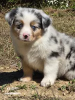 KB.BMM, a male Miniature Australian Shepherd for sale in Deer Lodge, TN – 7 of 7