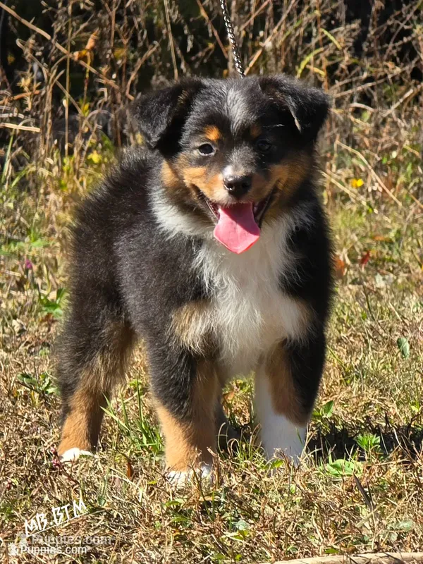 MB.BTM, a male Miniature Australian Shepherd for sale in Deer Lodge, TN – 1 of 7