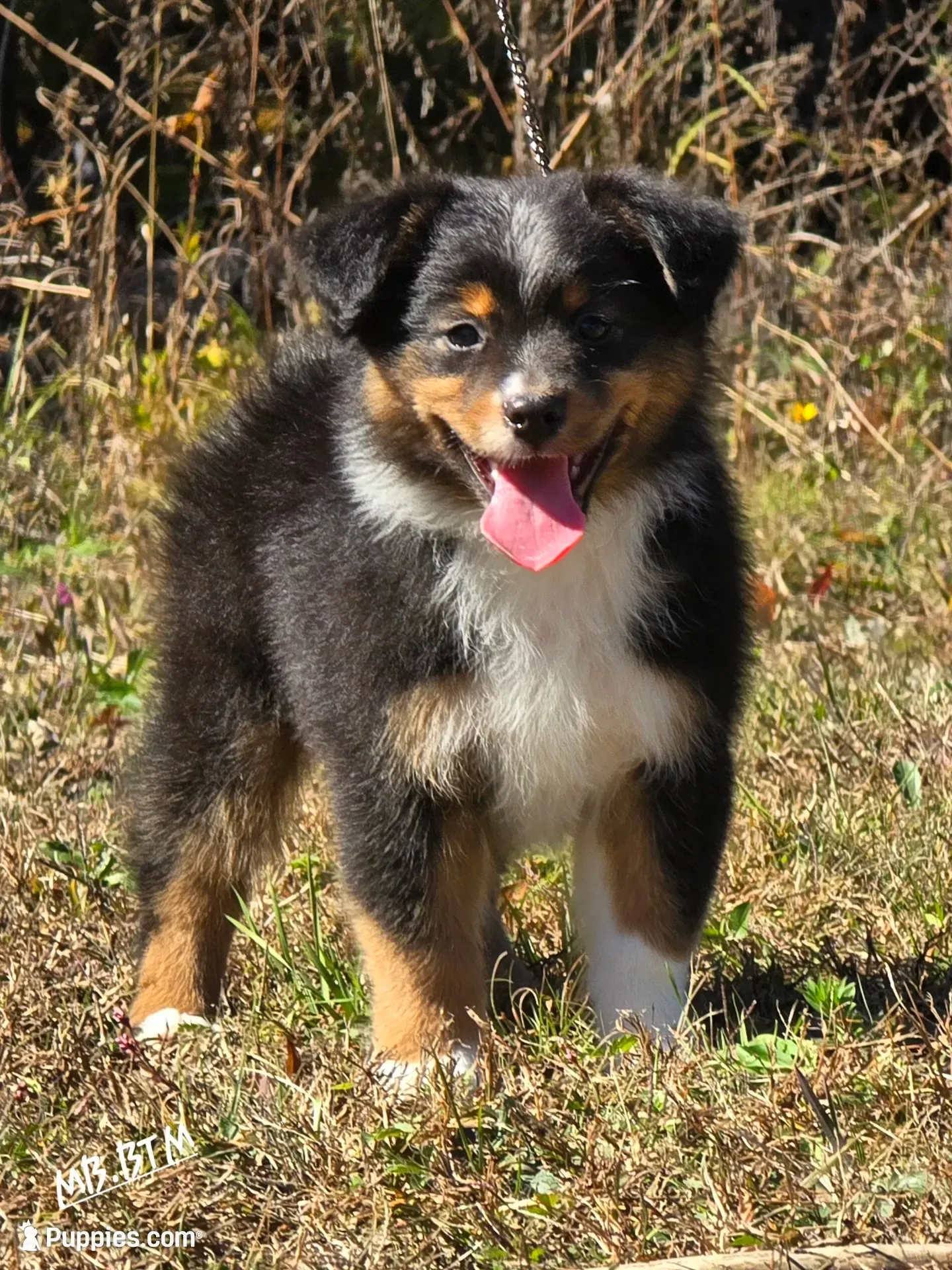 MB.BTM, a male Miniature Australian Shepherd for sale in Deer Lodge, TN – 1 of 7