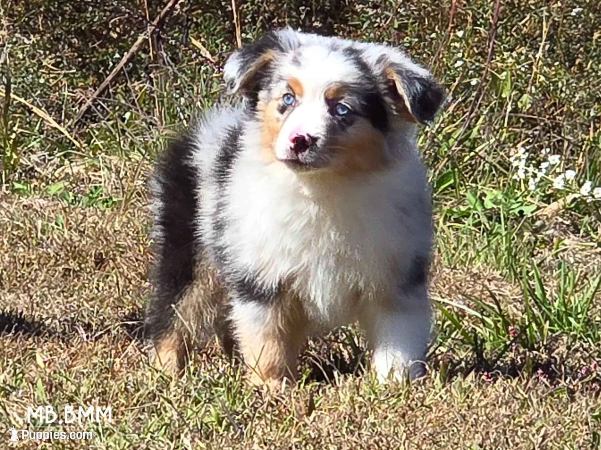 KB.BMM, a male Miniature Australian Shepherd for sale in Deer Lodge, TN – 1 of 7
