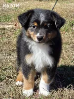 MB.BTM, a male Miniature Australian Shepherd for sale in Deer Lodge, TN – 7 of 7