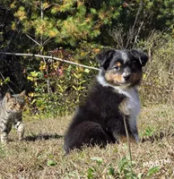 MB.BTM, a male Miniature Australian Shepherd for sale in Deer Lodge, TN – 5 of 7