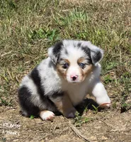 KB.BMM, a male Miniature Australian Shepherd for sale in Deer Lodge, TN – 3 of 7