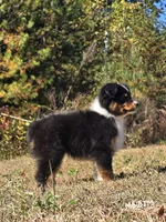 MB.BTM, a male Miniature Australian Shepherd for sale in Deer Lodge, TN – 6 of 7