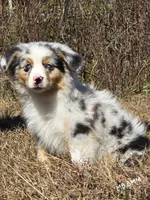 KB.BMM, a male Miniature Australian Shepherd for sale in Deer Lodge, TN – 6 of 7