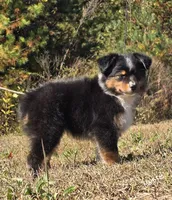 MB.BTM, a male Miniature Australian Shepherd for sale in Deer Lodge, TN – 3 of 7