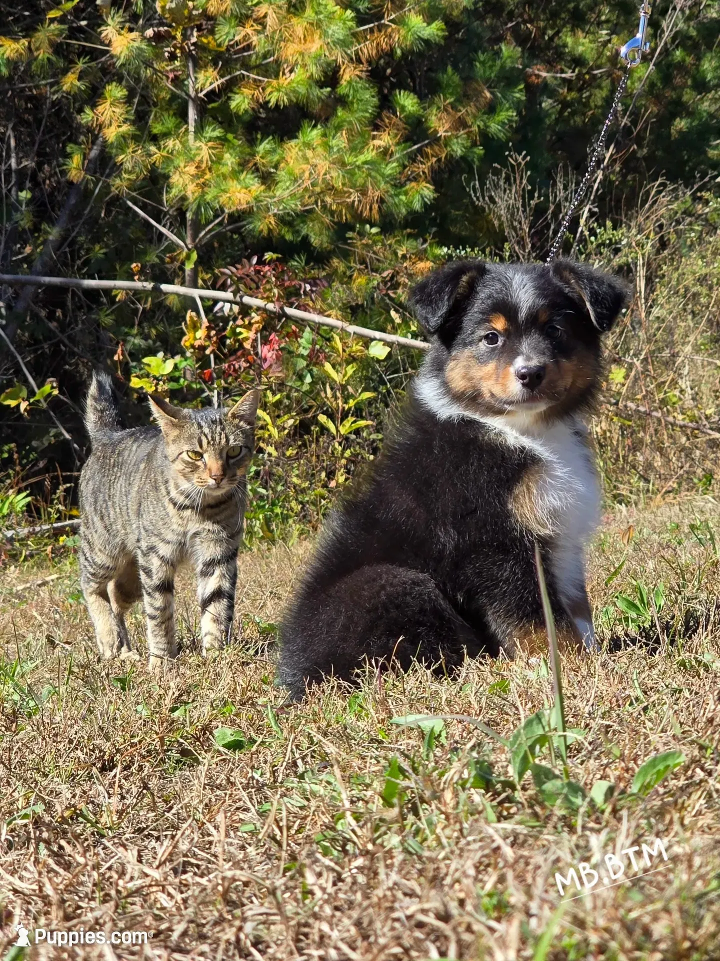 MB.BTM, a male Miniature Australian Shepherd for sale in Deer Lodge, TN – 2 of 7
