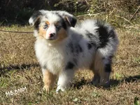 KB.BMM, a male Miniature Australian Shepherd for sale in Deer Lodge, TN – 5 of 7