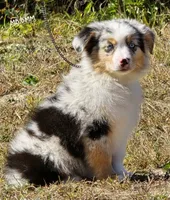 KB.BMM, a male Miniature Australian Shepherd for sale in Deer Lodge, TN – 4 of 7