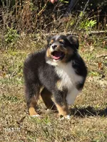 MB.BTM, a male Miniature Australian Shepherd for sale in Deer Lodge, TN – 4 of 7