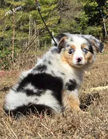 KB.BMM, a male Miniature Australian Shepherd for sale in Deer Lodge, TN – 2 of 7