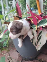 Yellow collar, a male Toy Australian Shepherd for sale in Vero Beach, FL – 4 of 6