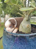 Purple collar, a female Toy Australian Shepherd for sale in Vero Beach, FL – 2 of 5