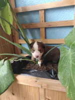 Green collar , a male Toy Australian Shepherd for sale in Vero Beach, FL – 2 of 3
