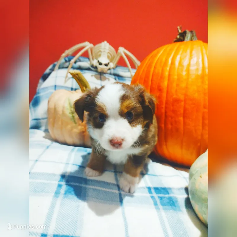 Green collar  – Toy Australian Shepherd puppy for sale in Vero Beach, FL